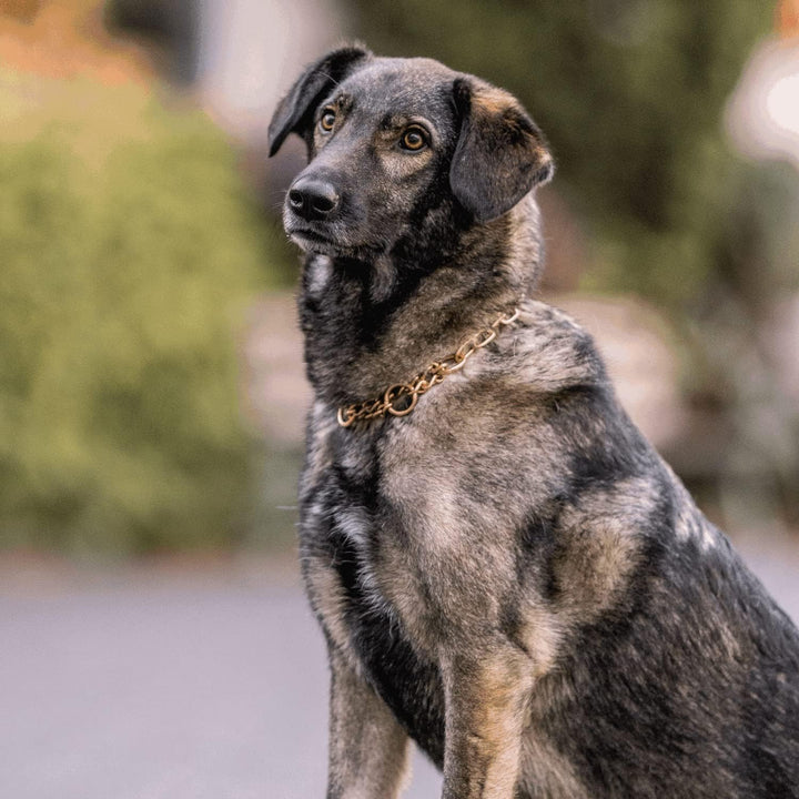 Sprenger Hundehalskette mit Durchzugskette 3 mm I CUROGAN Hundehalsband für kurz- und langhaar Hunde
