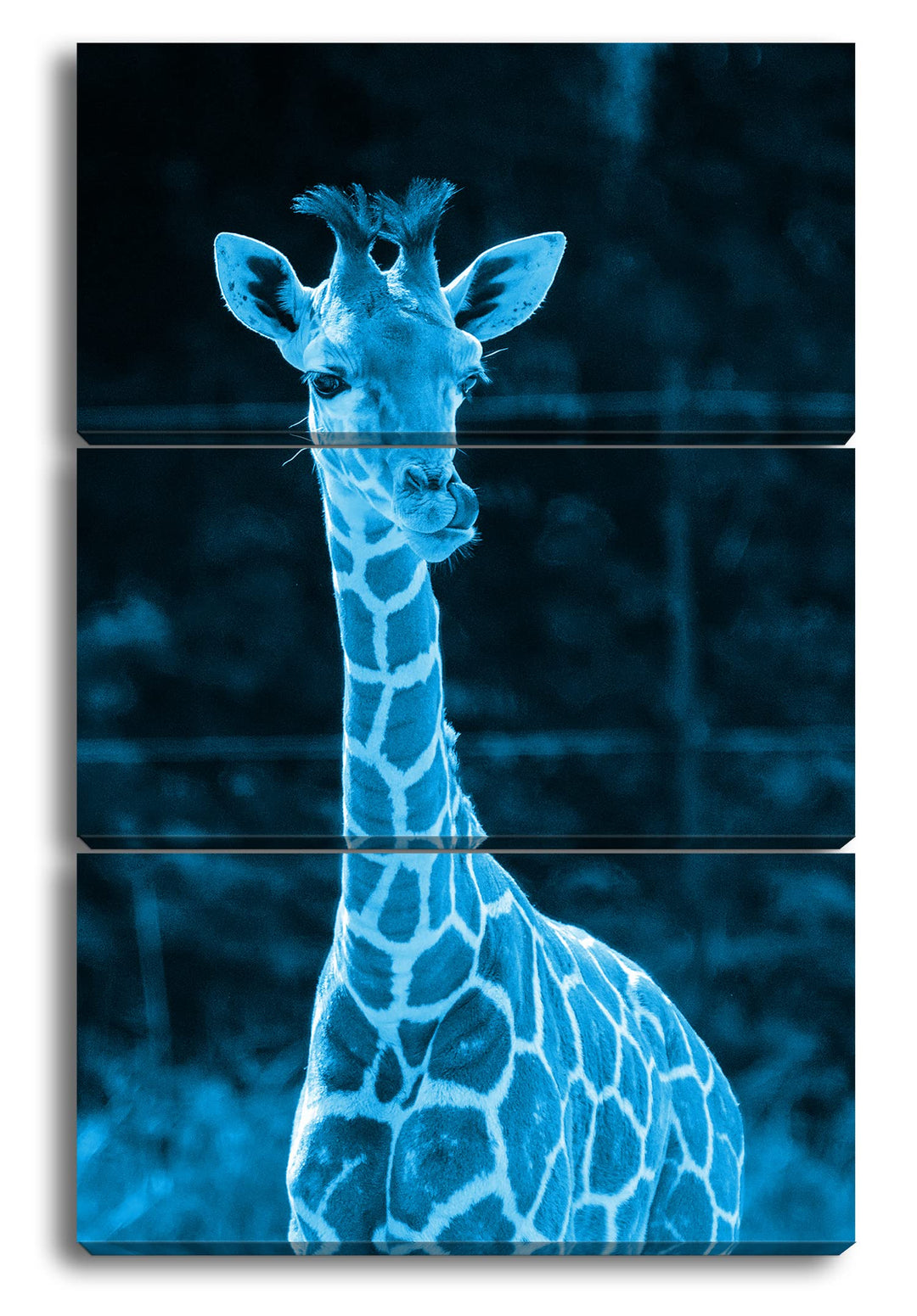 deyoli süsse junge Giraffe Format 120x80 3Teilig Effekt: Monocrome Blau als Leinwandbild, Motiv fert
