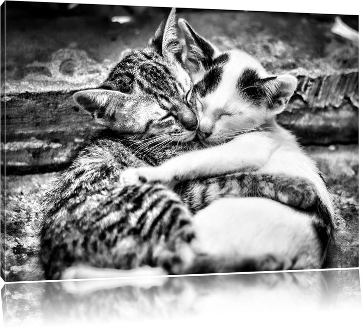 Pixxprint Liebende Kätzchen als Leinwandbild/Grösse: 100x70 cm/Wandbild/Kunstdruck/fertig bespannt,
