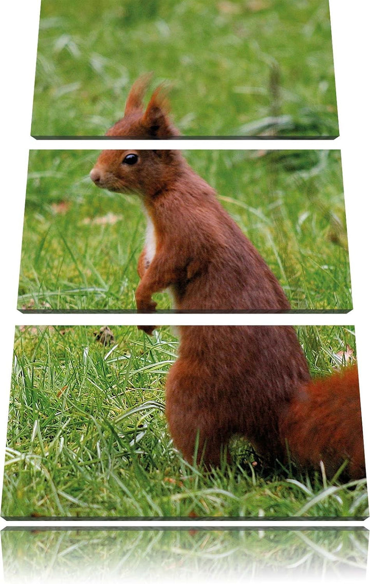 Pixxprint Eichhörnchen als Leinwandbild/Grösse: 3 Teilig (120x80) cm/Wandbild/Kunstdruck/fertig besp
