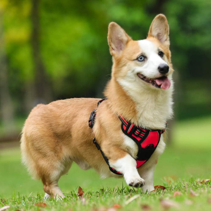 rabbitgoo Hundegeschirr Mittelgrosse Hunde, Anti Zug Geschirr mit Kontrolle, No Pull Verstellbar Hun