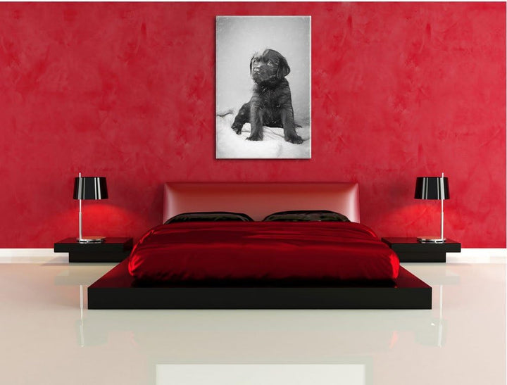 Pixxprint Hundewelpe auf Pullovern als Leinwandbild/Grösse: 100x70 cm/Wandbild/Kunstdruck/fertig bes