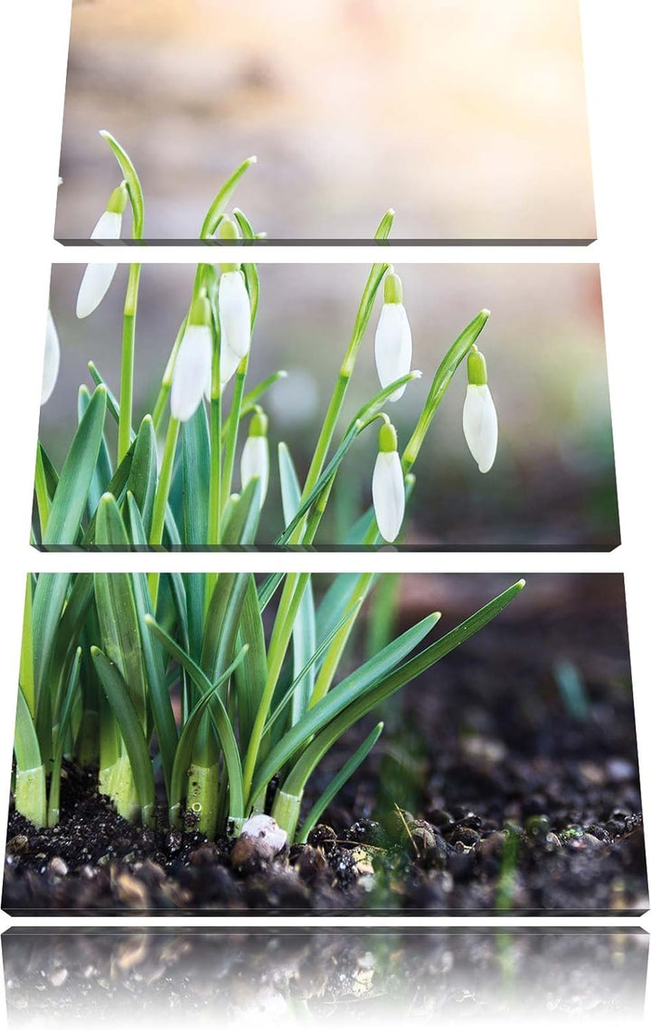 Pixxprint Schneeglöckchen am Waldrand als Leinwandbild/Grösse: 3 Teilig (120x80 cm) cm/Wandbild/Kuns