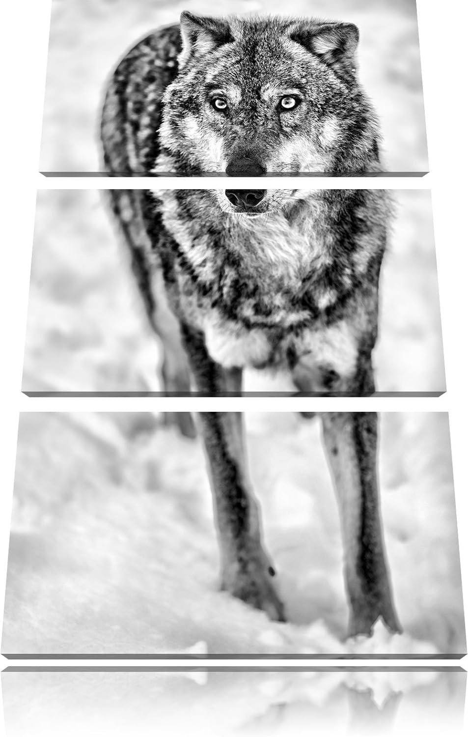 Pixxprint Monocrome, Wolf in Schneelandschaft 3-Teiler Leinwandbild 120x80 Bild auf Leinwand