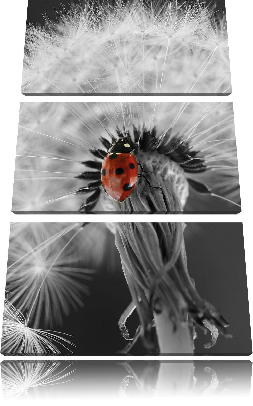 Pixxprint schöner Marienkäfer auf Pusteblume als Leinwandbild/Grösse: 3 Teilig (120x80) cm/Wandbild/