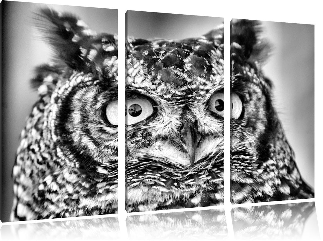 Pixxprint hübsche Waldohreule als Leinwandbild/Grösse: 3 Teilig (120x80) cm/Wandbild/Kunstdruck/fert