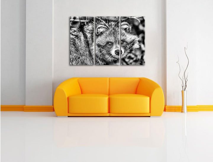 Pixxprint scheuer Waschbär als Leinwandbild/Grösse: 3 Teilig (120x80) / Wandbild/Kunstdruck/fertig b