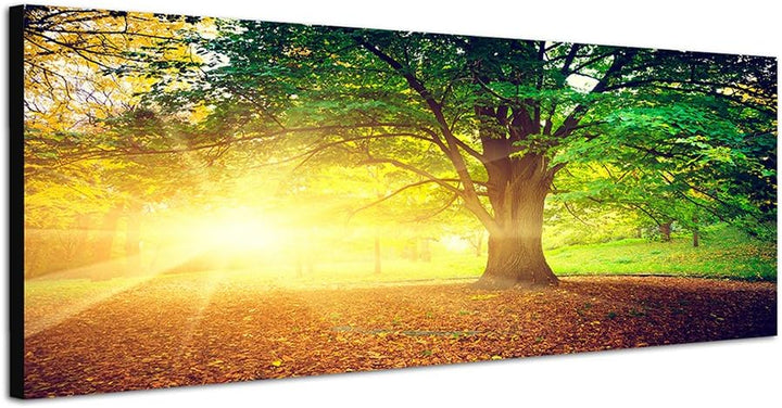 Paul Sinus Art Panoramabild auf Leinwand und Keilrahmen 150x50cm Bäume Park Herbst Blätter Sonnenstr