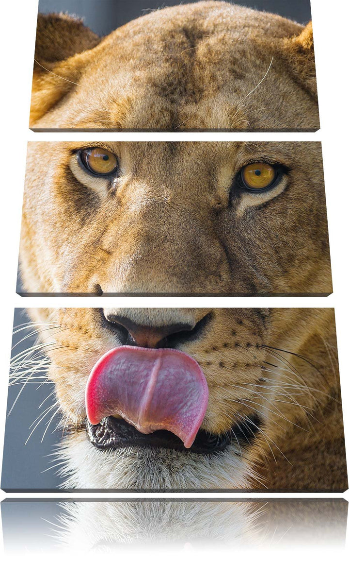 Pixxprint anmutige Löwin 3-Teiler Leinwandbild 120x80 Bild auf Leinwand