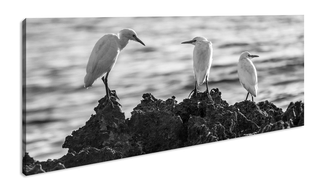 Vögel des Meeres Panorama 60x30 cm Effekt: Schwarz/Weiss als Leinwandbild, Motiv fertig gerahmt auf