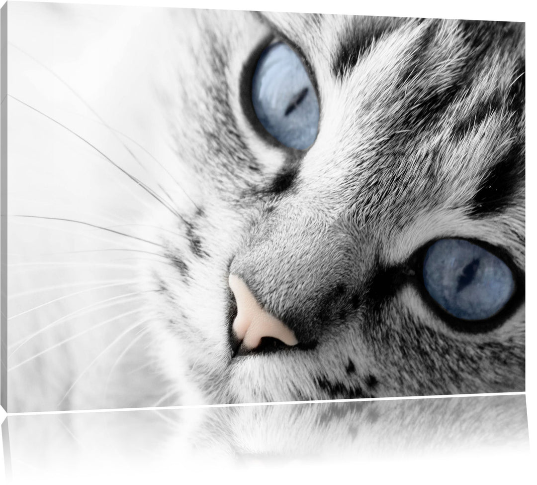 schöne Katzenaugen schwarz/weiss Format: 100x70 auf Leinwand, XXL riesige Bilder fertig gerahmt mit