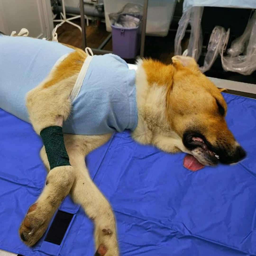 Hundetrage | Kleintiertransporttrage - Klappbare Tierliege Mit Sicherheitsgurtsystem Für Welpen Kani