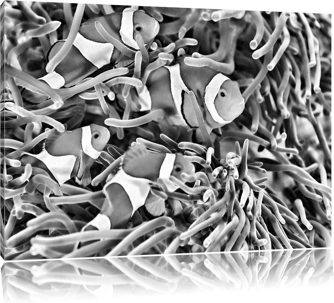 Pixxprint Clownsfische in Anemone / 100x70cm Leinwandbild bespannt auf Holzrahmen/Wandbild Kunstdruc