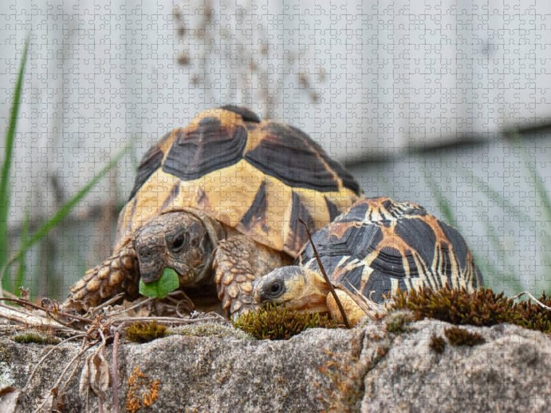 CALVENDO Puzzle Fritz und Willi Zwei Schildkröten 1000 Teile Lege-Grösse 64 x 48 cm Foto-Puzzle Bild