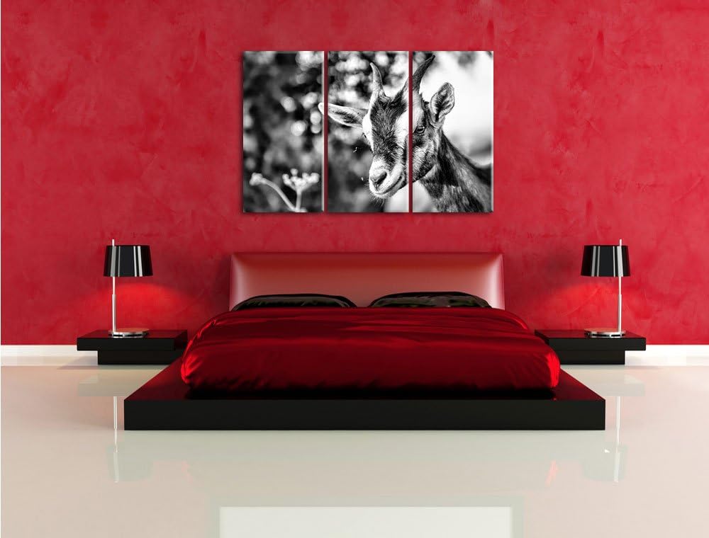 Pixxprint Niedliche Ziege als Leinwandbild/Grösse: 3 Teilig (120x80) cm/Wandbild/Kunstdruck/fertig b