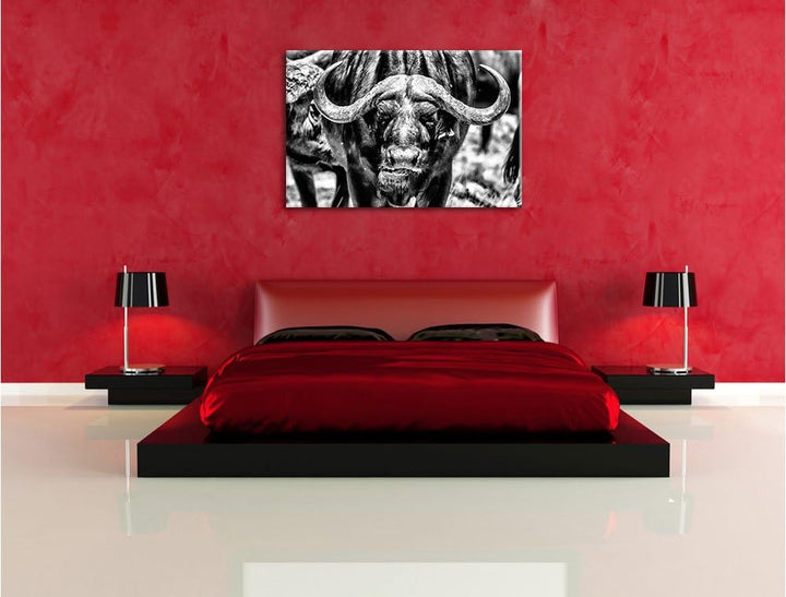 Pixxprint Monocrome, Wasserbüffel Schwarz/weiss, Format: 100x70 auf Leinwand, 100x70