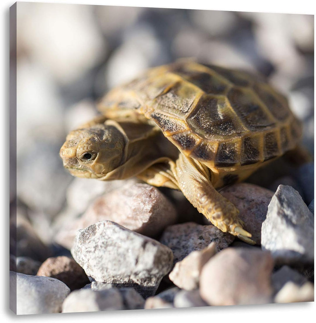 Kleine Schildkröte, Format: 70x70 auf Leinwand, XXL riesige Bilder fertig gerahmt mit Keilrahmen, Ku