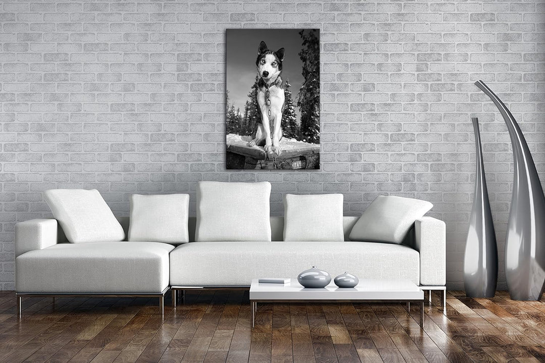 deyoli knuffiger Husky Effekt: Schwarz/Weiss Format: 80x60 als Leinwand, Motiv fertig gerahmt auf Ec