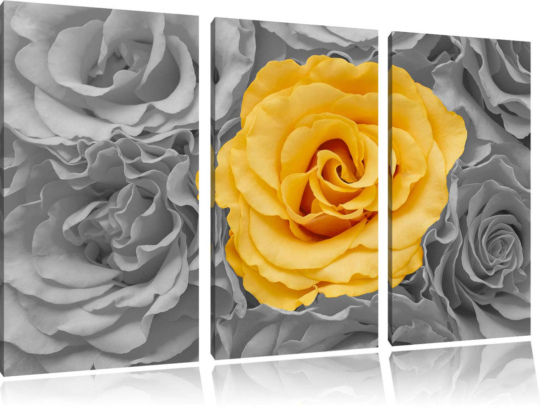 Pixxprint gelbe Rose im Rosenmeer als Leinwandbild | Grösse: 3 Teilig (120x80) | Wandbild| Kunstdruc
