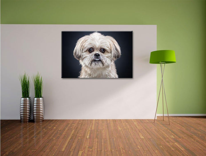 lustiger kleiner Hund, Format: 100x70 auf Leinwand, XXL riesige Bilder fertig gerahmt mit Keilrahmen