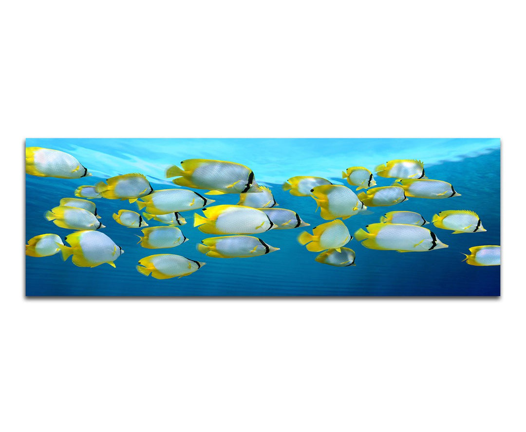 Paul Sinus Art Panoramabild auf Leinwand und Keilrahmen 150x50cm Karibik Meer Fischschwarm Unterwass
