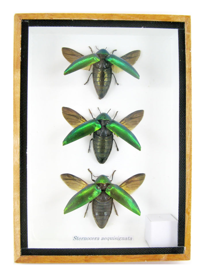 Echte exotische riesige Käfer, Insekten und Krabbler im Schaukasten - Insekten - Taxidermie (3 Stern