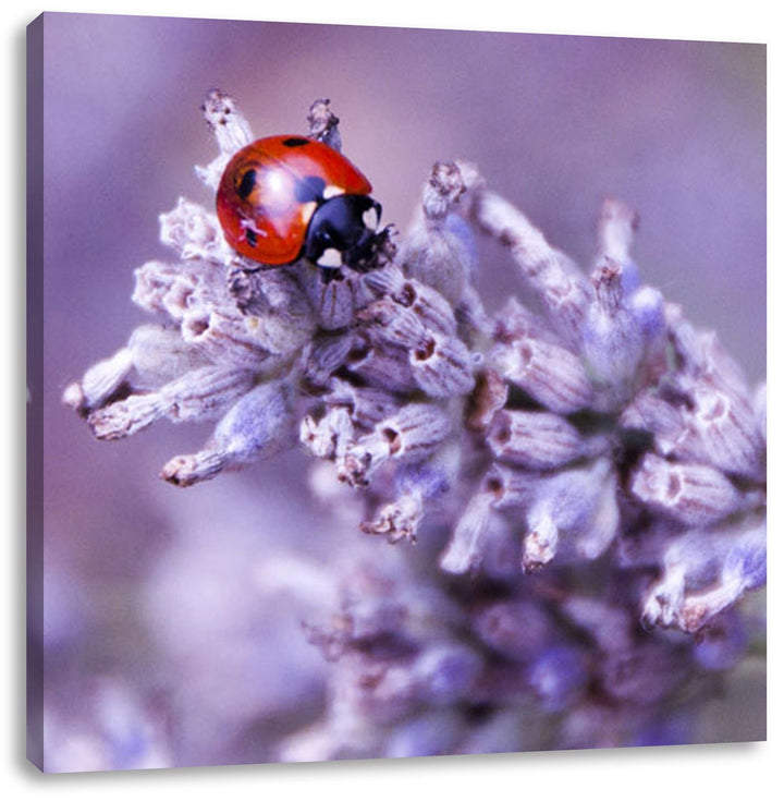 Pixxprint Kleiner Marienkäfer auf Lavendel als Leinwandbild/Grösse: 70x70 cm/Wandbild/Kunstdruck/fer