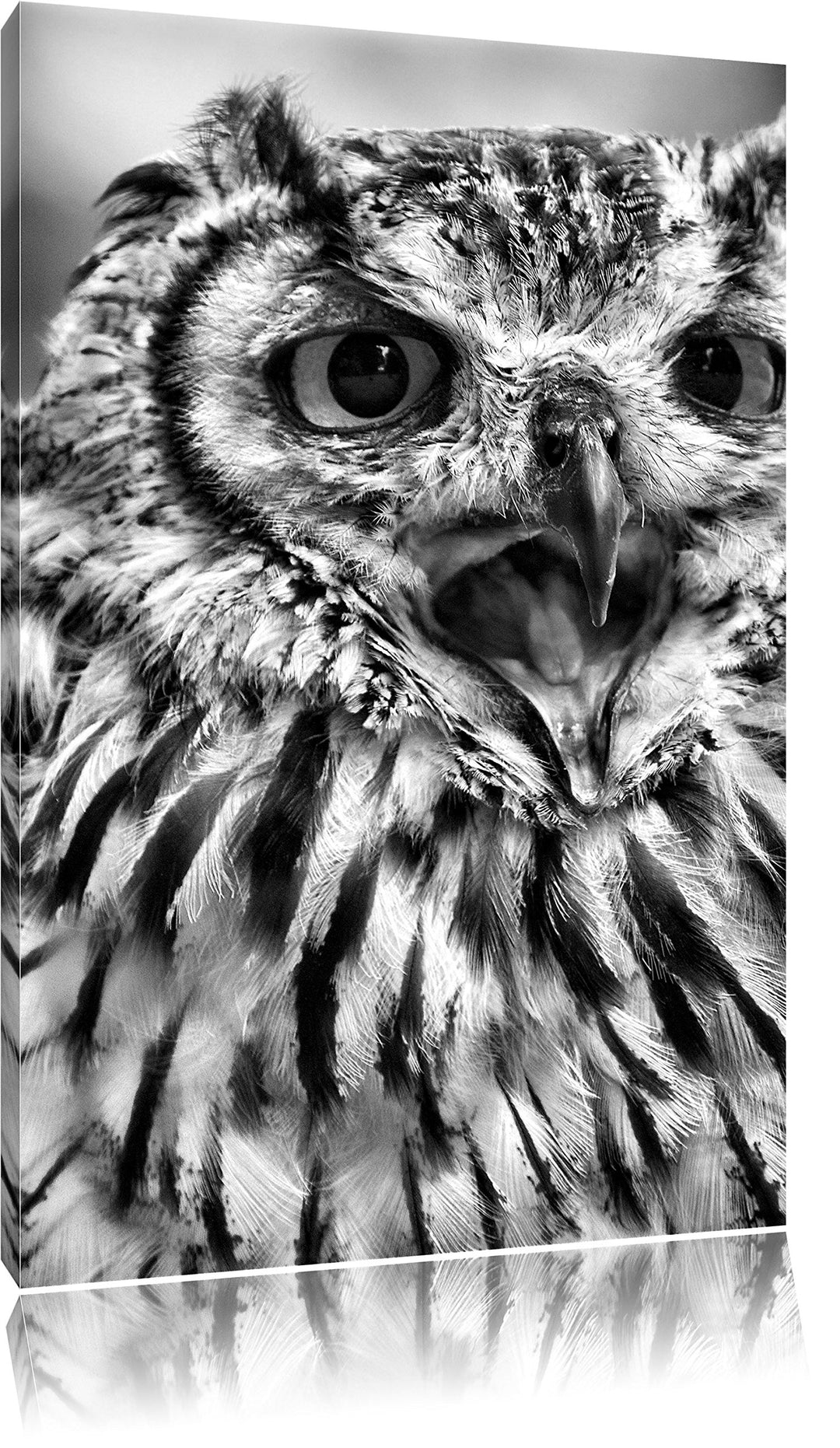 Pixxprint grosse Waldeule gähnt als Leinwandbild | Grösse: 100x70 | Wandbild| Kunstdruck | fertig be