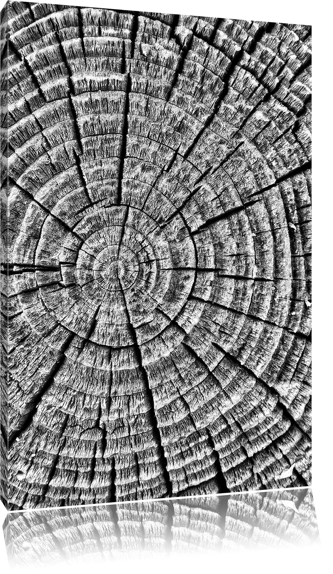 Pixxprint Baumstamm Jahresringen als Leinwandbild/Grösse: 100x70 / Wandbild/Kunstdruck/fertig bespan