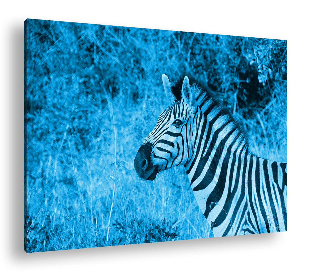 deyoli edles Zebra Format: 100x70 Effekt: Monocrome Blau als Leinwand, Motiv fertig gerahmt auf Echt