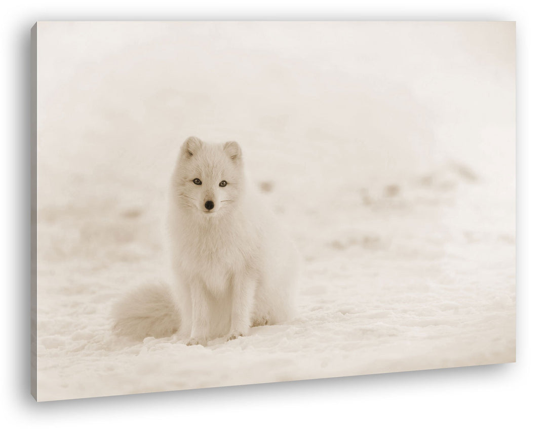 deyoli süsser Schneefuchs Format: 80x60 Effekt: Sepia als Leinwand, Motiv fertig gerahmt auf Echthol