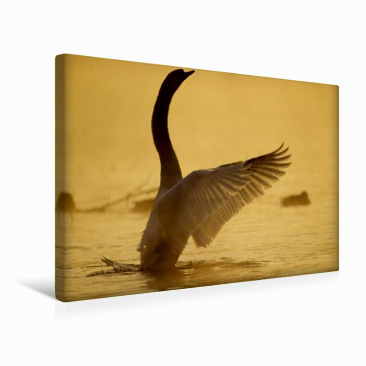 Premium Textil-Leinwand 45 x 30 cm Quer-Format Ein Bild aus dem Kalender SWANS/UK-Version | Wandbild