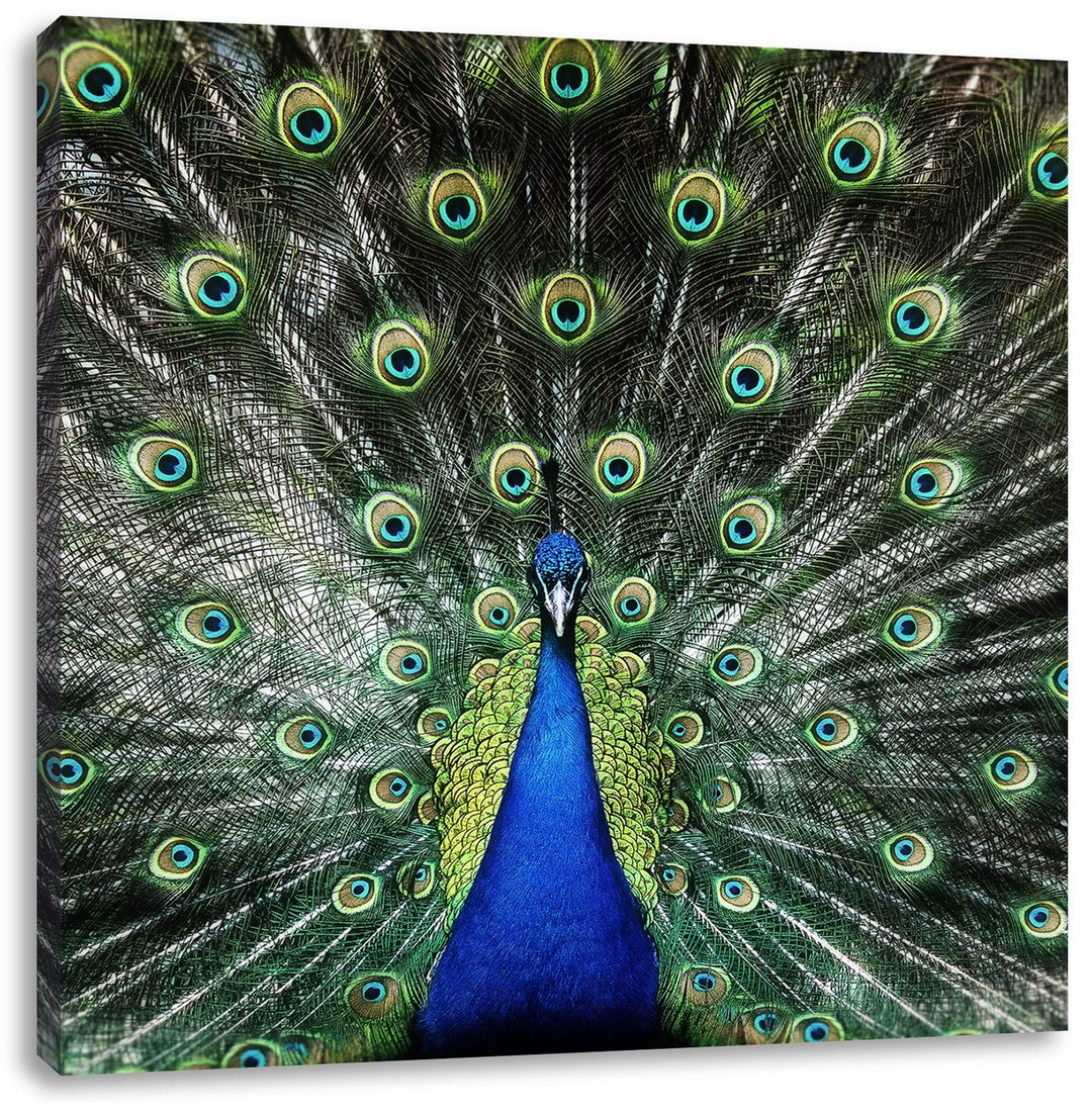 Pixxprint Schöner Pfau mit seinem Gefieder als Leinwandbild/Grösse: 70x70 cm/Wandbild/Kunstdruck/fer