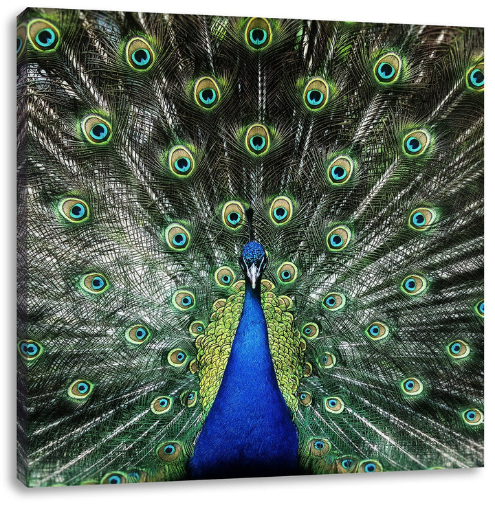 Pixxprint Schöner Pfau mit seinem Gefieder als Leinwandbild/Grösse: 70x70 cm/Wandbild/Kunstdruck/fer