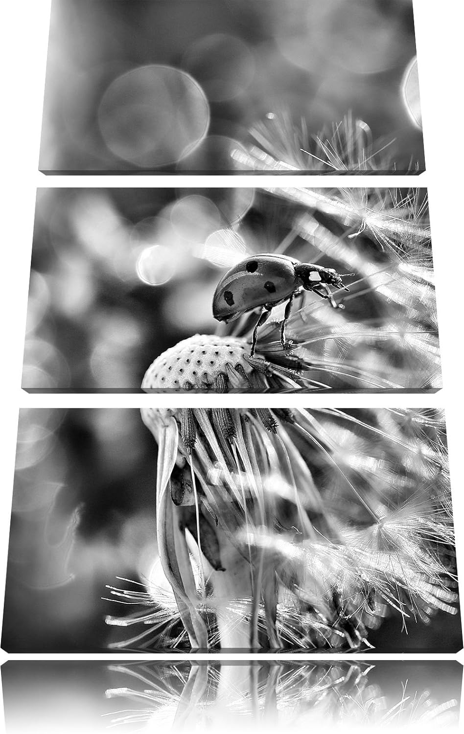 Pixxprint Monocrome, Marienkäfer auf Pusteblume als Leinwandbild 3 teilig/Grösse: 3 Teilig (120x80)
