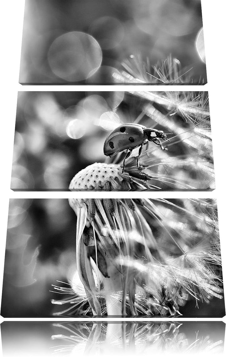 Pixxprint Monocrome, Marienkäfer auf Pusteblume als Leinwandbild 3 teilig/Grösse: 3 Teilig (120x80)