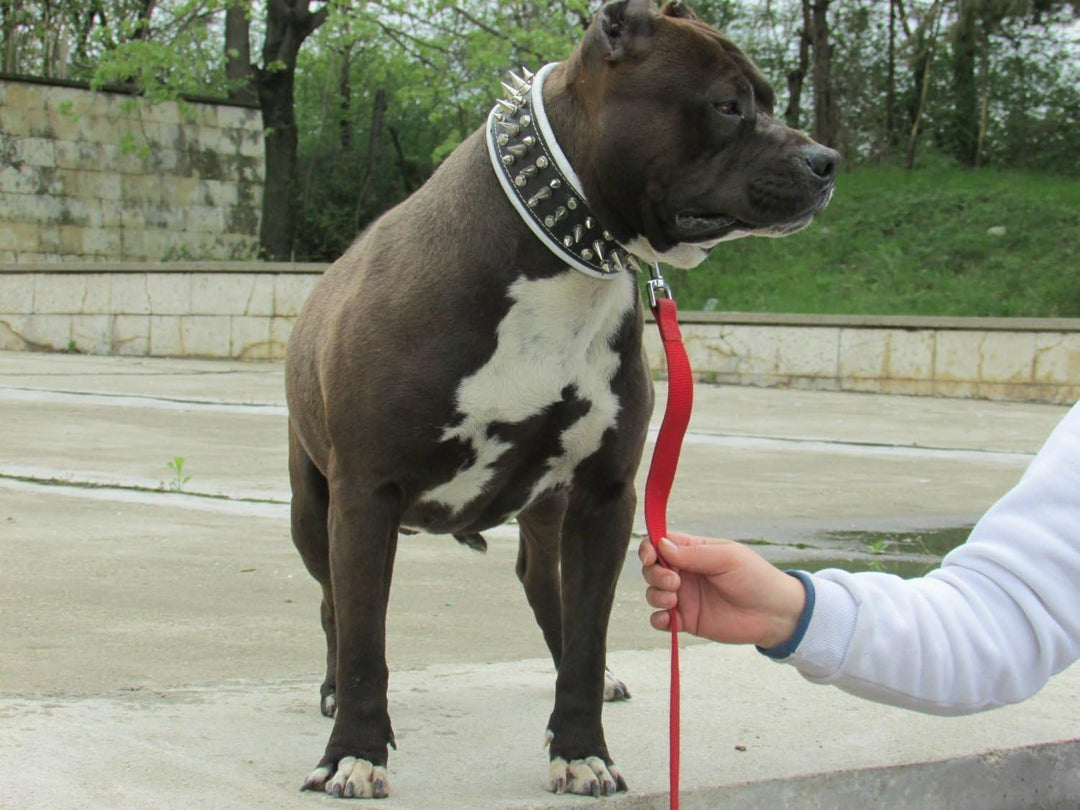 Bestia "Danger Echtleder Hundehalsband mit Schraubspitzen und Leder Innenpolsterung. 6,5 cm breit XX