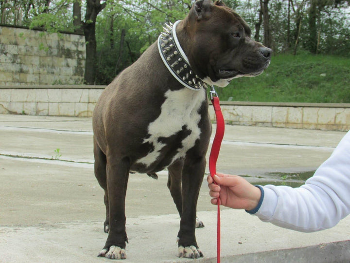 Bestia "Danger Echtleder Hundehalsband mit Schraubspitzen und Leder Innenpolsterung. 6,5 cm breit XX