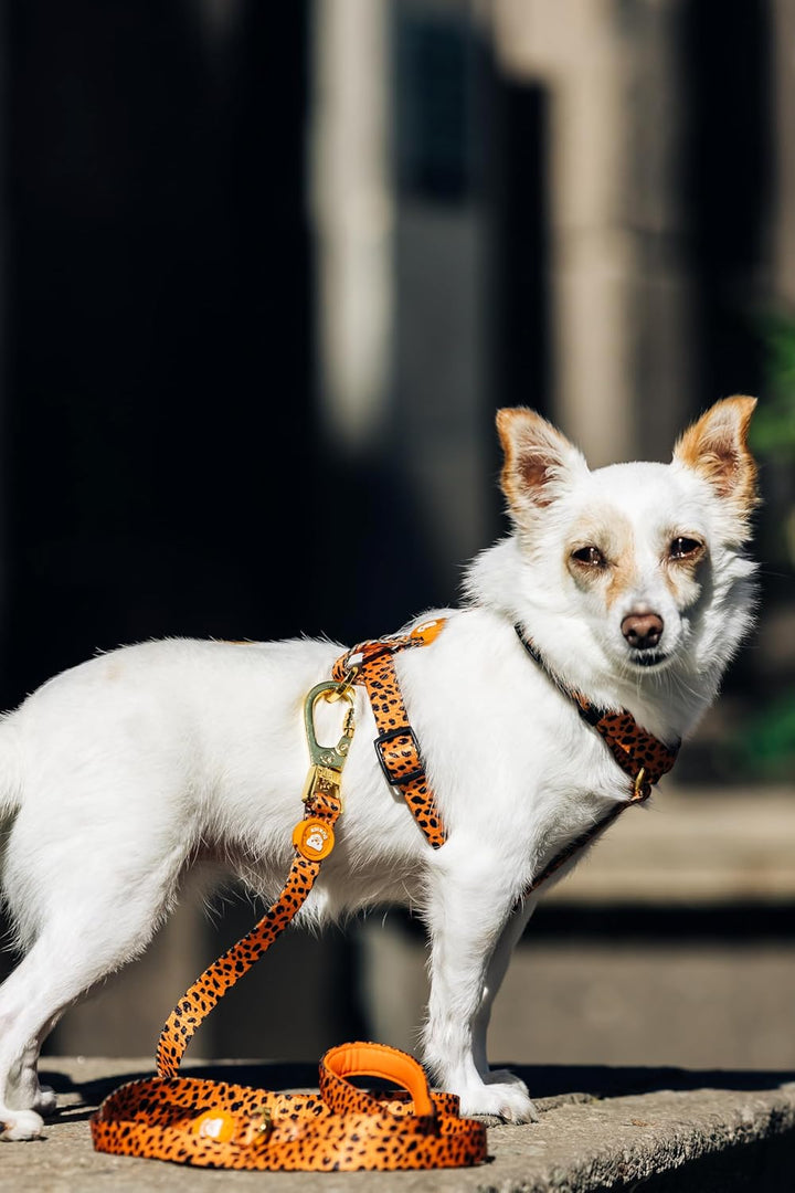 DUKIER – Klassisches Hundegeschirr, Anti-Zug-Weste, verstellbar und in H-Form für Haustiere, Zertifi