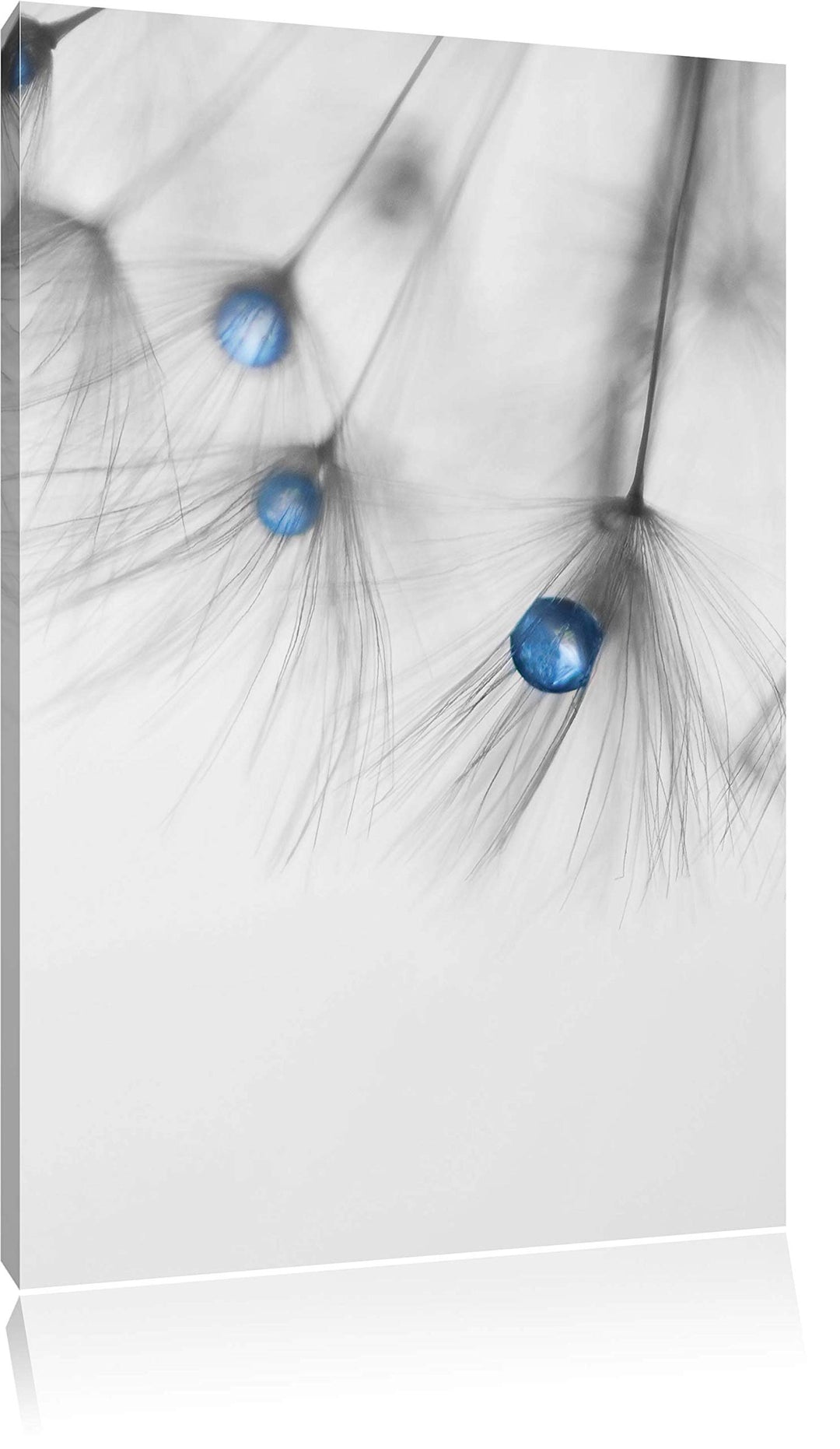 Pixxprint Pusteblumensamen mit Wassertropfen als Leinwandbild/Grösse: 100x70 cm/Wandbild/Kunstdruck/