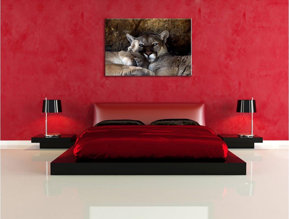 verschlafenes Puma Paar, Format: 100x70 auf Leinwand, XXL riesige Bilder fertig gerahmt mit Keilrahm