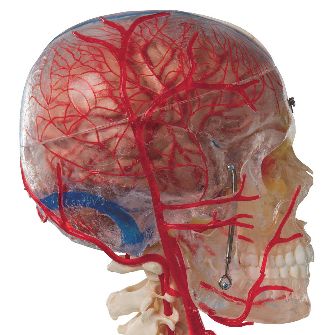 3B Scientific Menschliche Anatomie - Systemschädelmodell, 7-tlg.