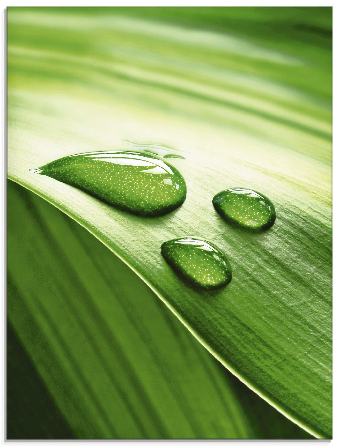 ARTland Glasbilder Wandbild Glas Bild einteilig 45x60 cm Hochformat Natur Pflanzen Blätter Wassertro