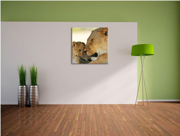 Pixxprint Löwenmutter schmusend mit Junges, Format: 70x70 auf Leinwand, 70x70