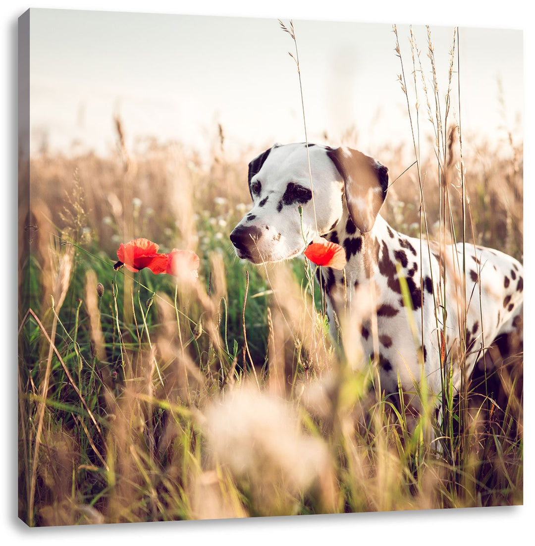 Neugieriger Hund im Feld, Format: 70x70 auf Leinwand, XXL riesige Bilder fertig gerahmt mit Keilrahm