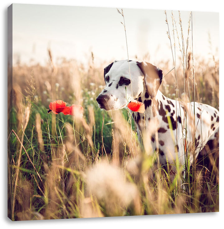 Neugieriger Hund im Feld, Format: 70x70 auf Leinwand, XXL riesige Bilder fertig gerahmt mit Keilrahm