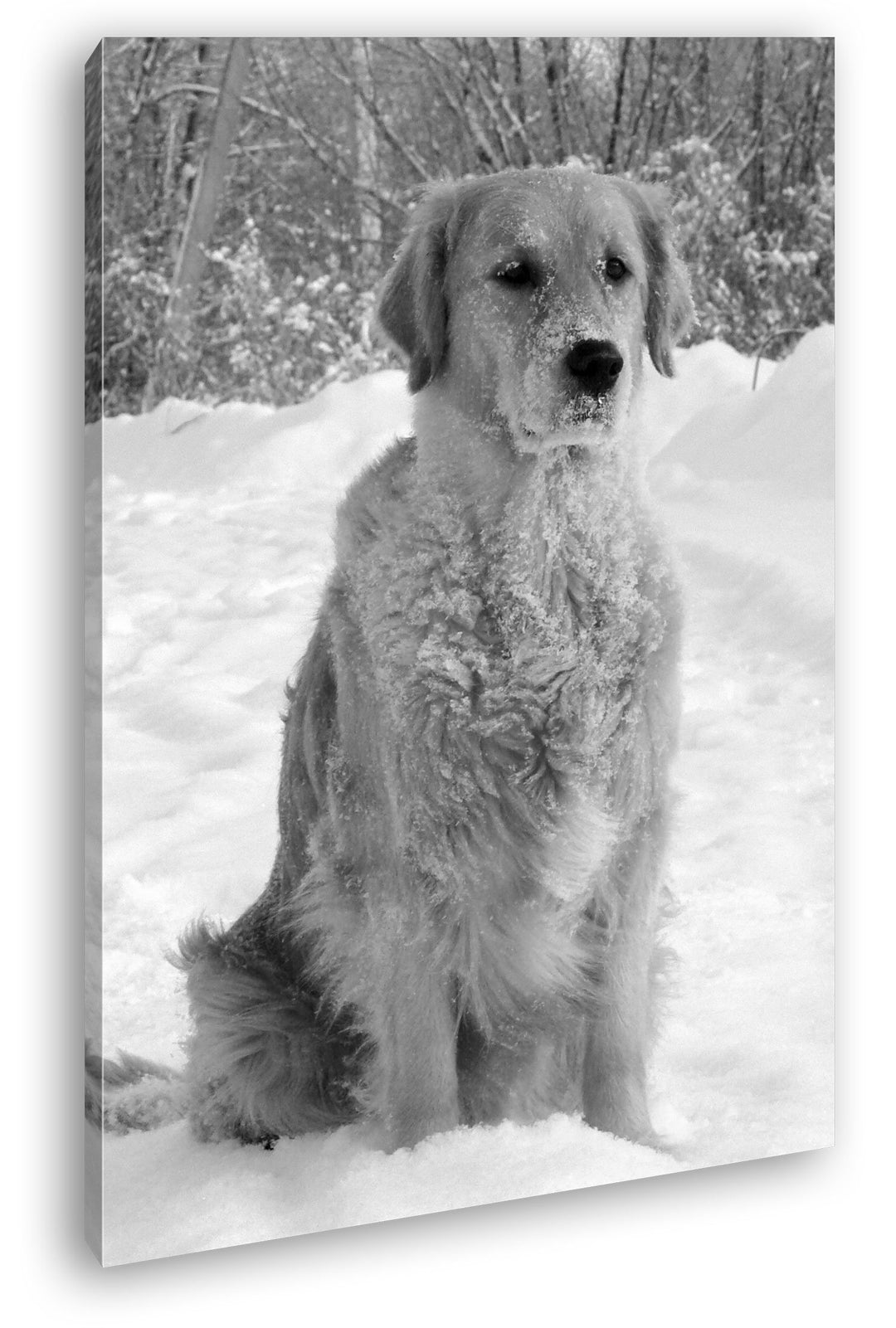 deyoli Niedlicher Golden Retriever im Schnee Effekt: Schwarz/Weiss Format: 80x60 als Leinwandbild, M