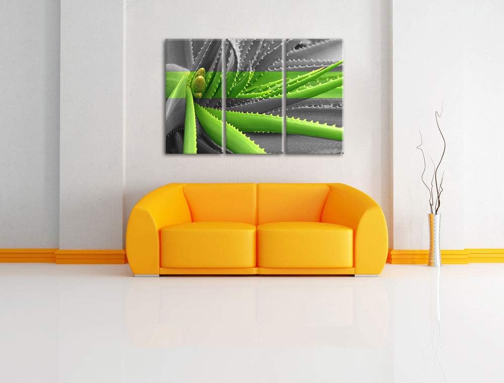 Pixxprint grüne Aloe Vera Pflanze als Leinwandbild | Grösse: 3 Teilig (120x80) | Wandbild| Kunstdruc