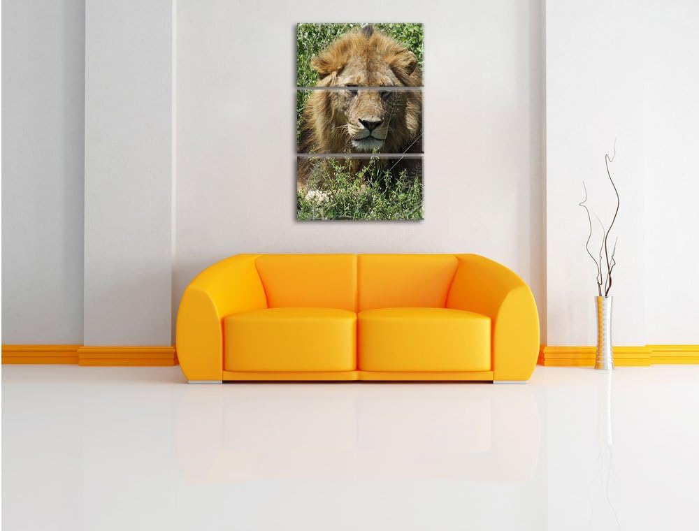 Pixxprint müder Löwe ruht im Gras als Leinwandbild/Grösse: 3 Teilig (120x80) cm/Wandbild/Kunstdruck/
