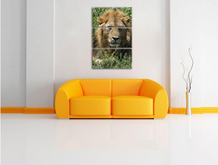 Pixxprint müder Löwe ruht im Gras als Leinwandbild/Grösse: 3 Teilig (120x80) cm/Wandbild/Kunstdruck/